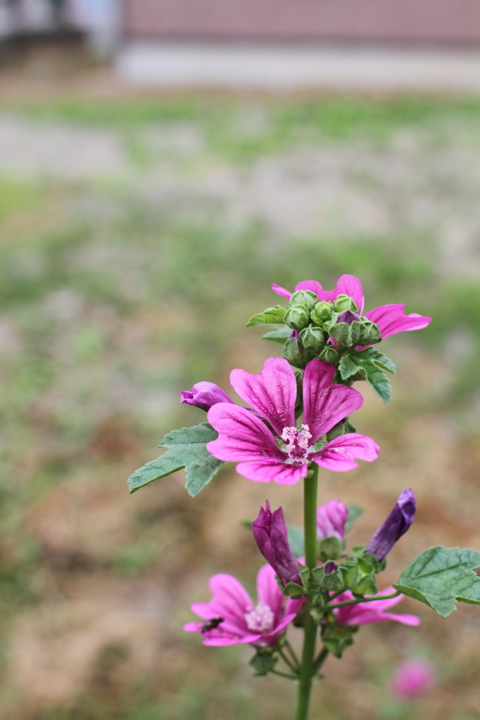 盆花