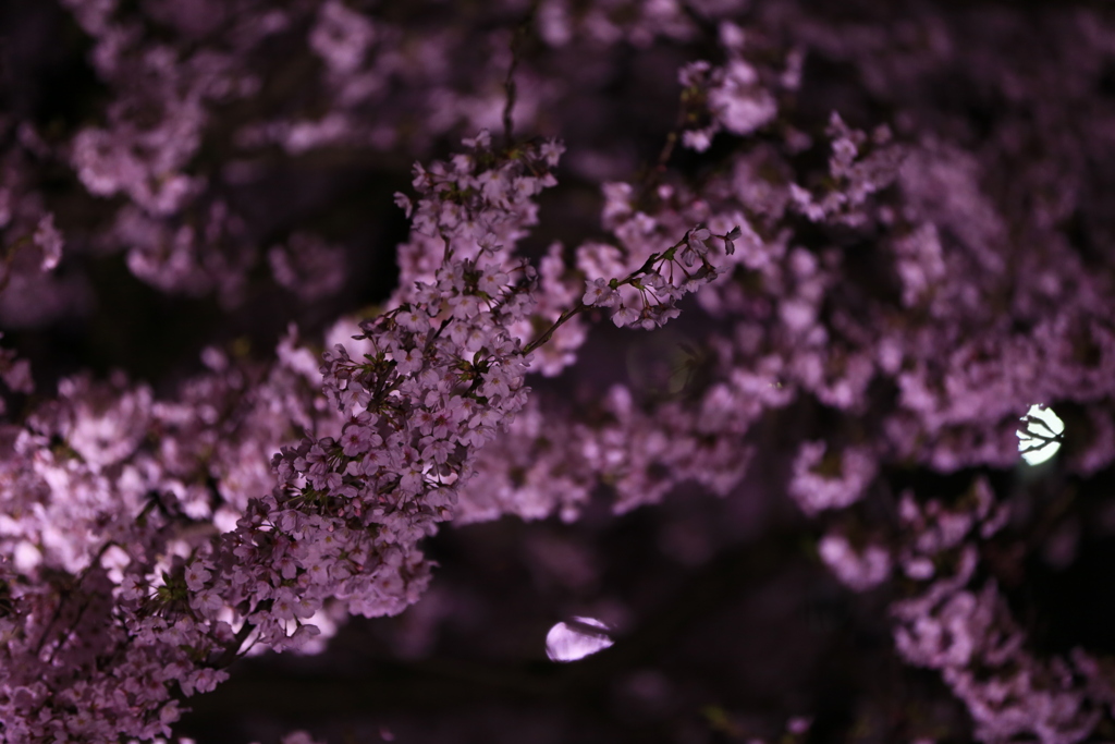 柿川 夜桜