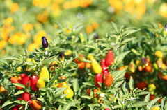 観賞用唐辛子？