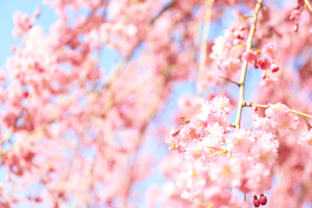 悠久山　枝垂れ桜3