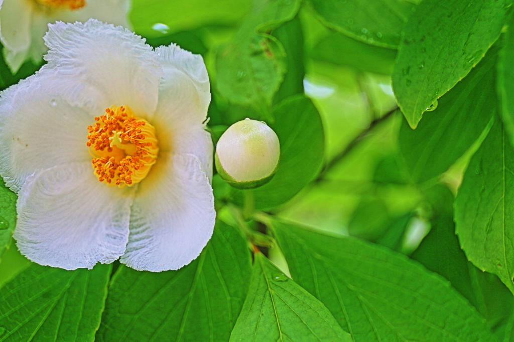 千秋が原ふるさとの森公園4