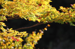 秋の奥只見にて