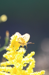 セイタカアワダチソウ