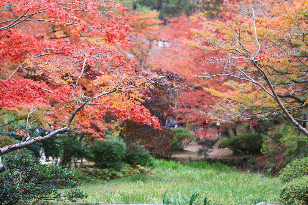 紅葉終わり