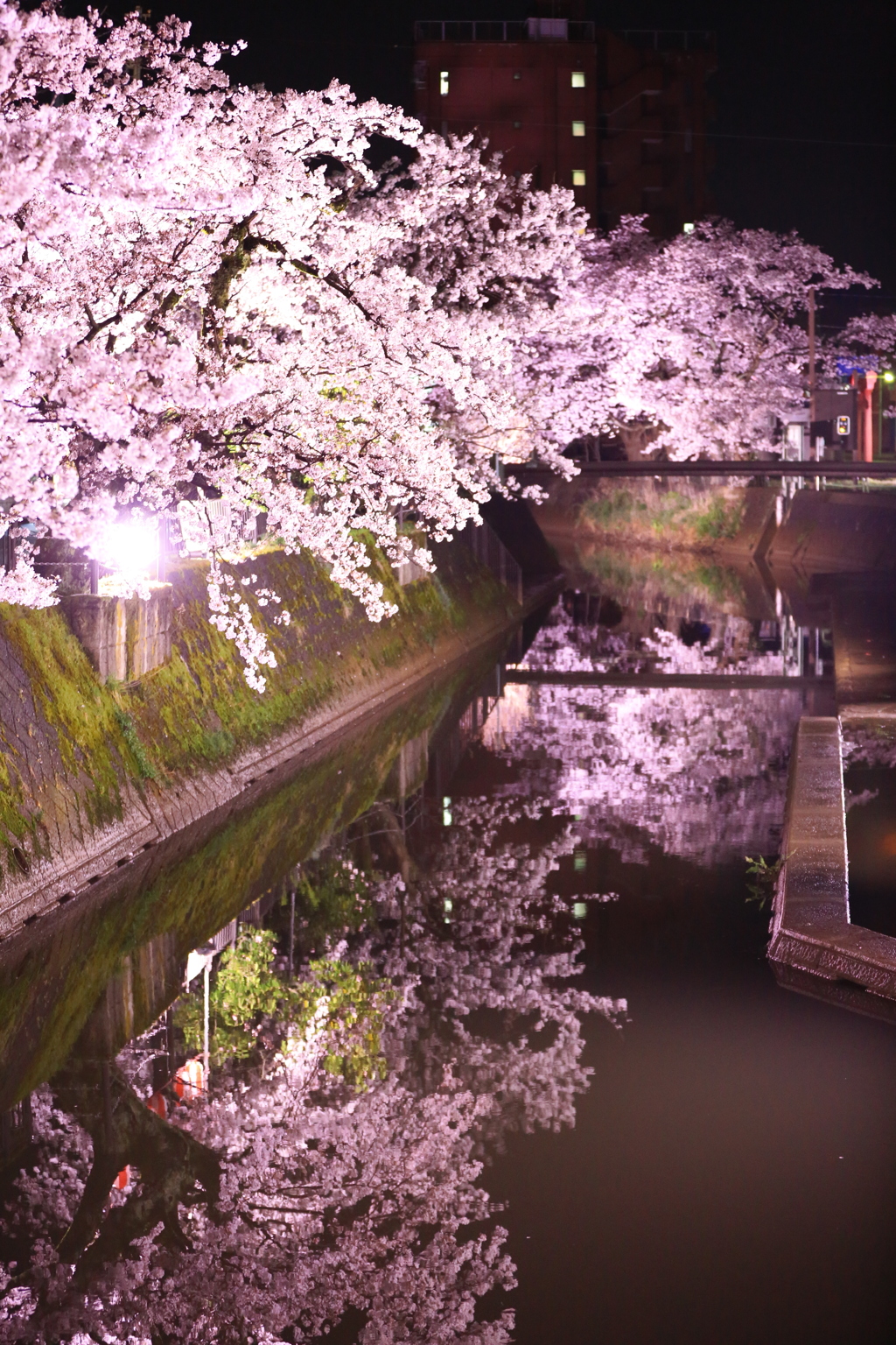 柿川 夜桜