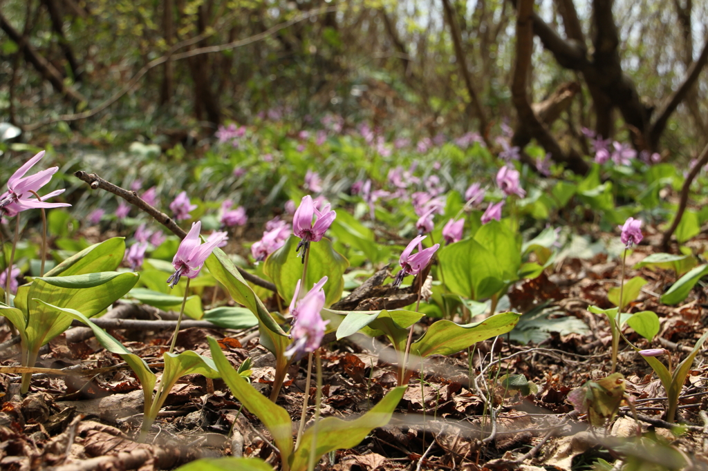 カタクリ群生