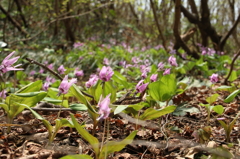 カタクリ群生