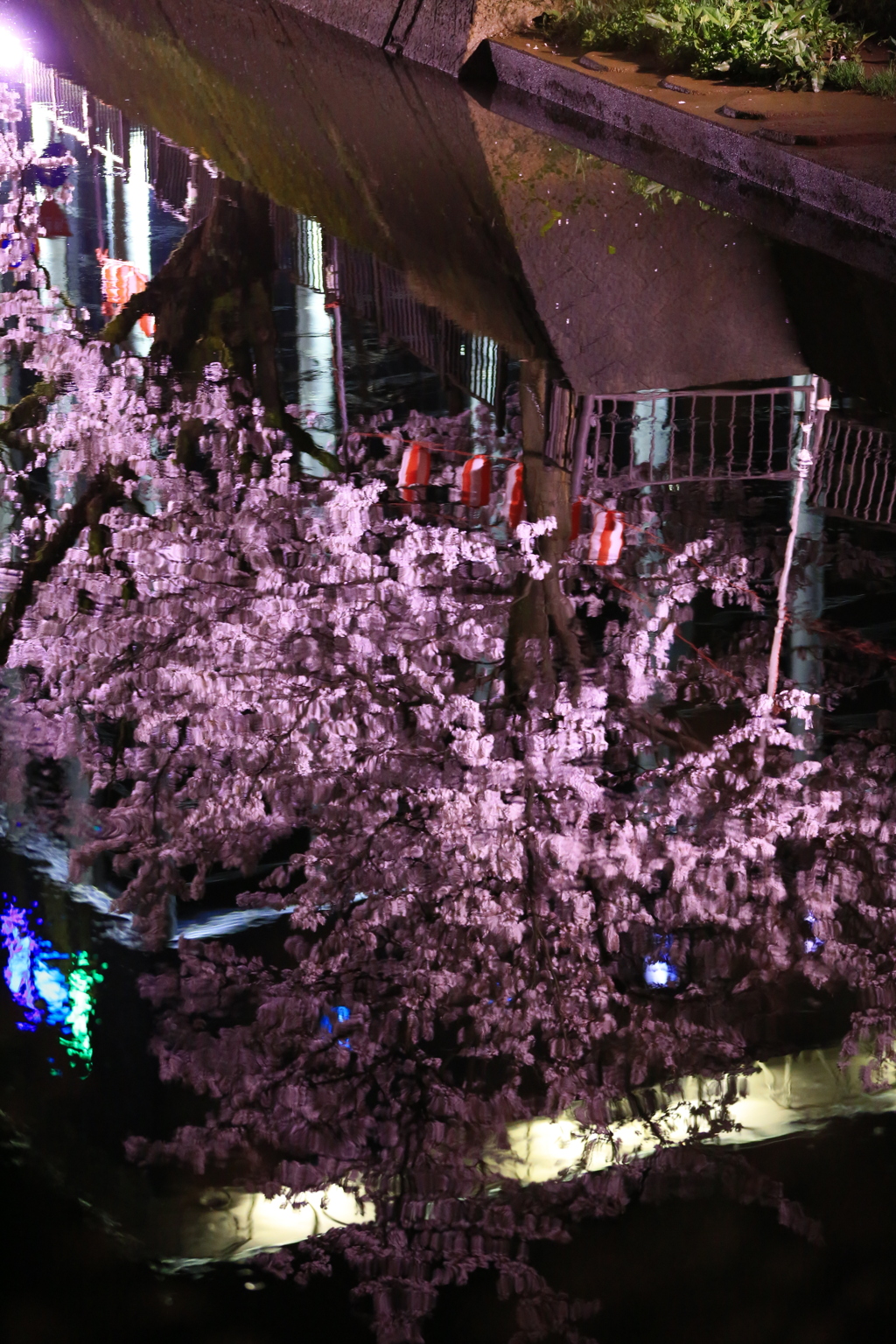 柿川 夜桜