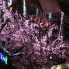 柿川 夜桜