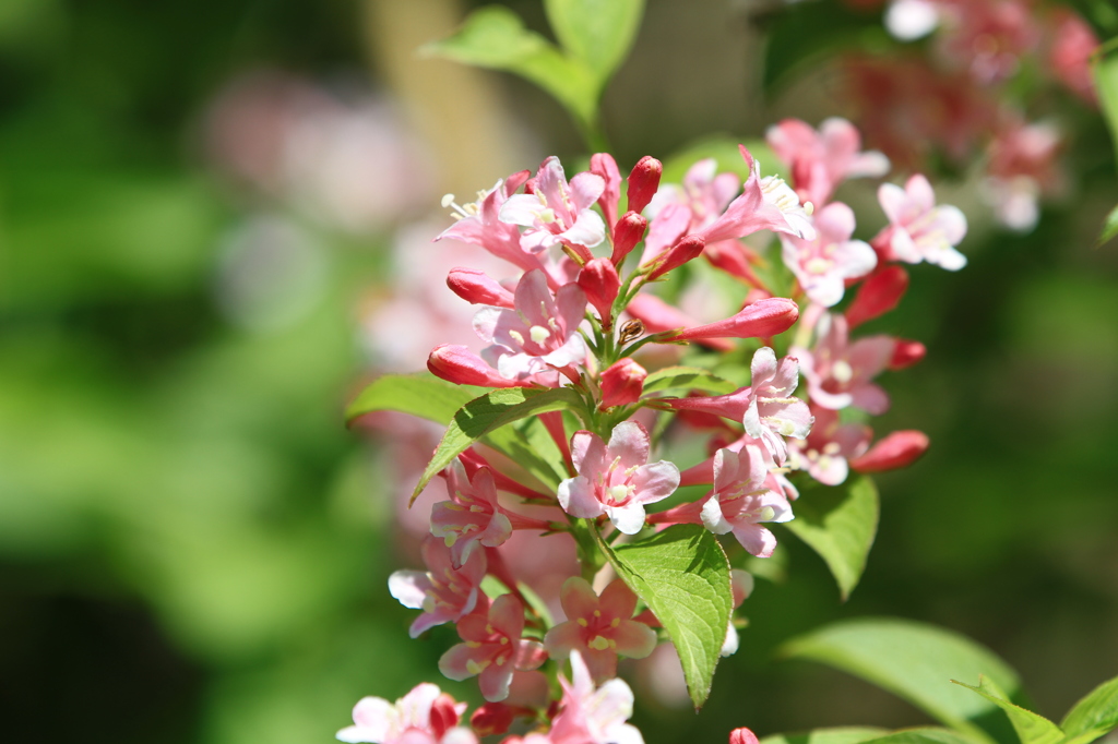 桜に負けない