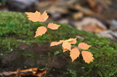小さな紅葉