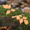 小さな紅葉