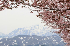 残雪と桜