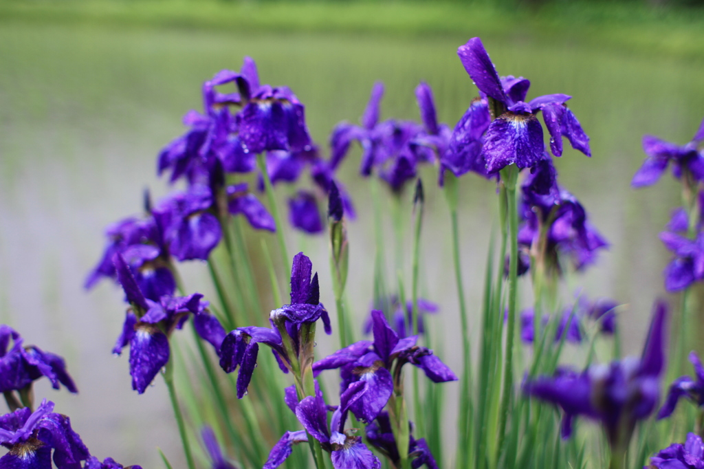 雨に濡れる花菖蒲