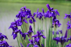 雨に濡れる花菖蒲
