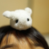 ミニうさぎ