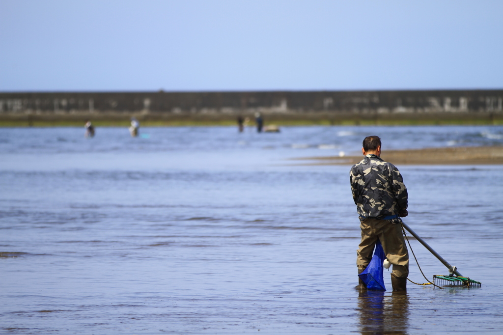 蛤獲り