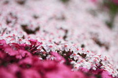 芝桜グラデーション