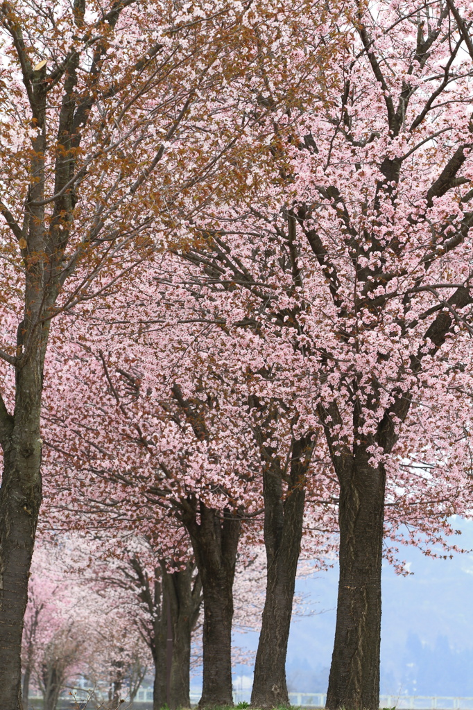 桜並木