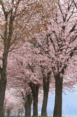 桜並木