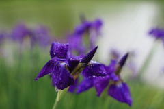 雨雫