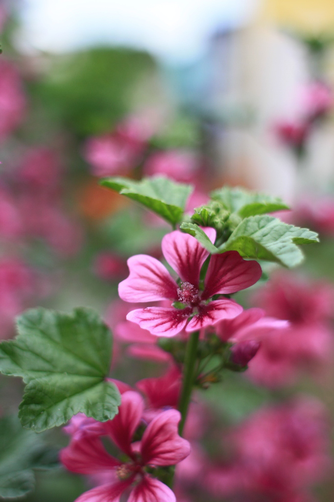 夏の花