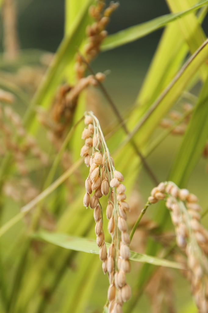 実るほど首(こうべ)を垂れる稲穂かな