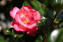山茶花満開
