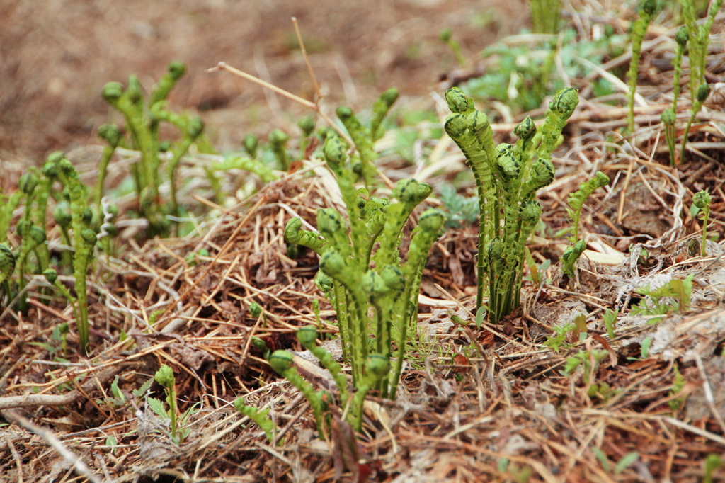 コゴメ（コゴミ）