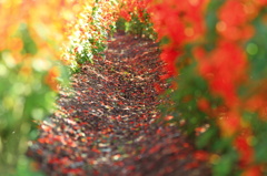 サルビアの小道