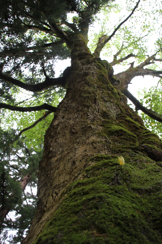 秋雨にひっそりとたたずむ