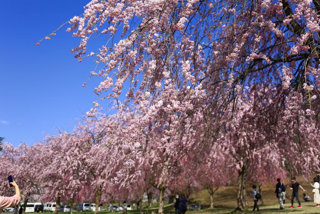 悠久山　枝垂れ桜1