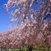 悠久山　枝垂れ桜1