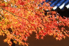 東寺の秋
