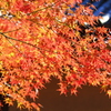 東寺の秋
