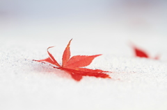 初雪に最後の紅葉