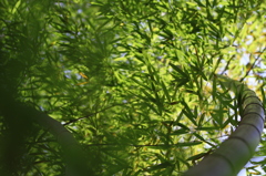 竹力