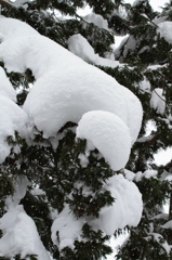 大雪に耐える魚沼の杉
