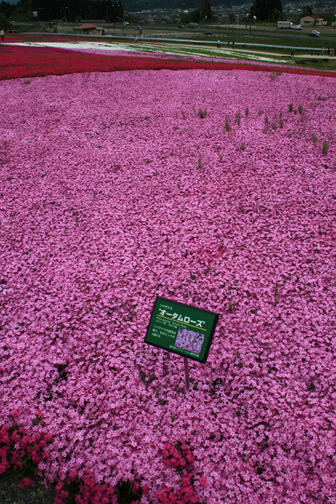 芝桜2011