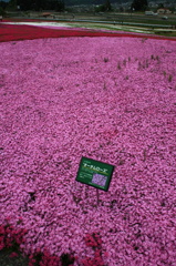 芝桜2011