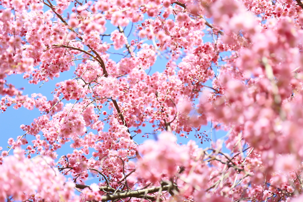 悠久山　枝垂れ桜4