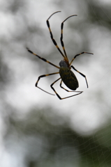蜘蛛・雲
