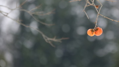 魚沼の山間地