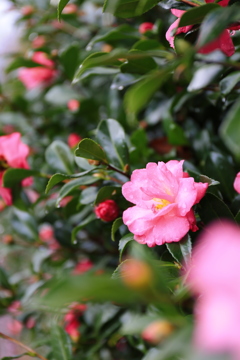 山茶花満開