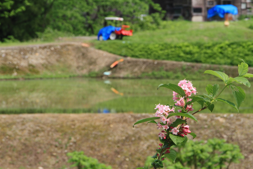 田植えとタニウツギ