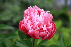 芍薬