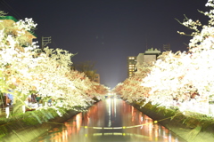 夜桜