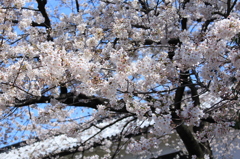 和の心