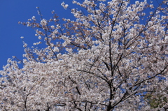 空に舞う