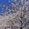 空に舞う
